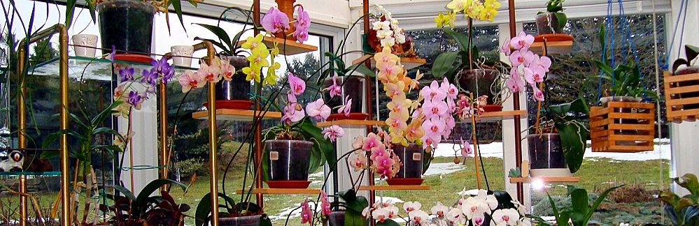 Orchideen