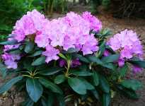 Rhododendron