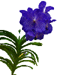 Vanda Ascocenda Violett Blue