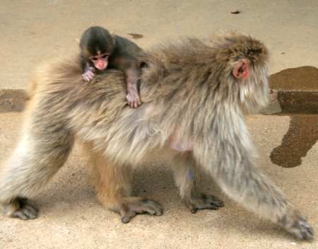 im Arashiyama Monkey Park Iwatayama