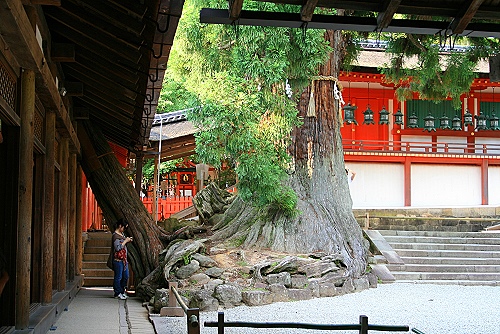 Heiliger Baum im Kasuga Taischa-Schrein