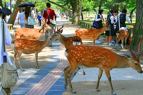 Hirsche, die Boten der Götter im Nara-Park