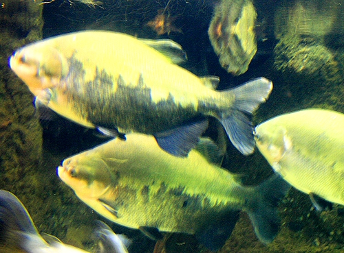 Pacu in den Flüssen des Regenwaldes von Ecuador