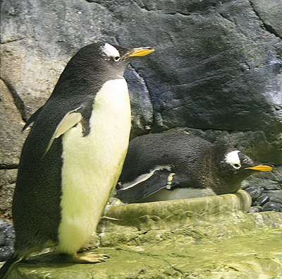 Pinguine - Antarctic