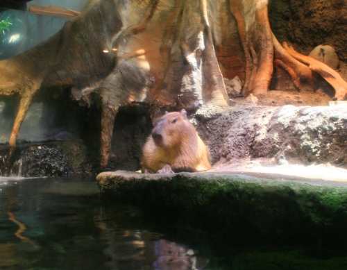 Wasserschwein im Regenwald von Ecuador