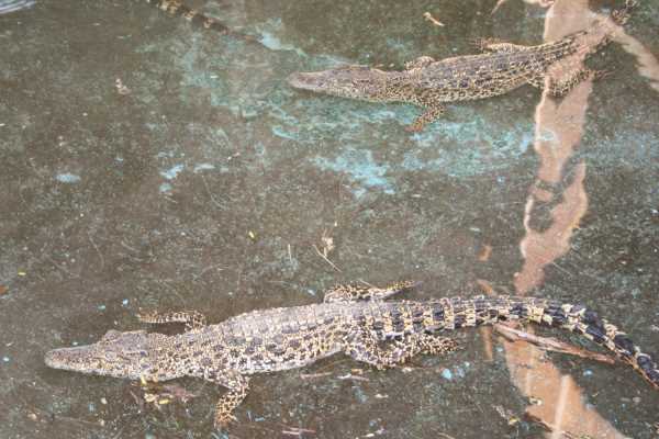 Babykrokodile, die auf der Farm groß gezogen werden