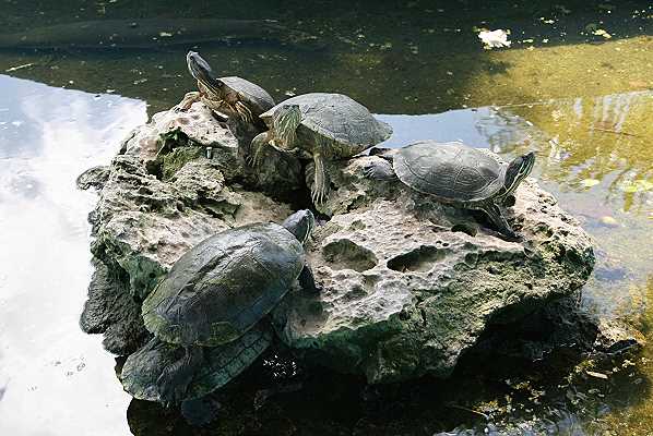 kleine Schildkröten beim Sonnenbad