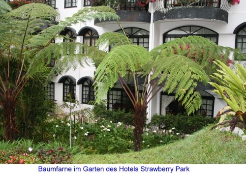 Baumfarne im Garten des Strawberry Hotels