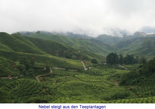 Nebel steigt aus den Teeplantagen
