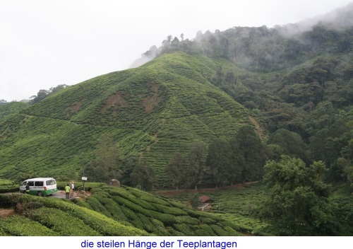 die steilen Hnge der Teeplantagen