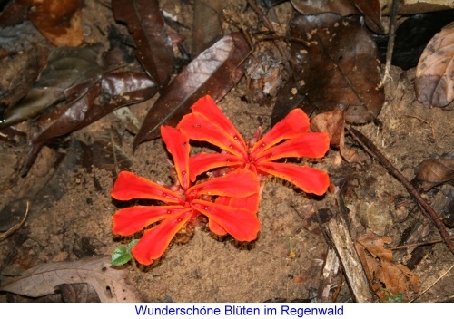 Blten im Regenwald