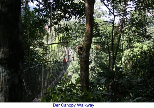 Canopy Walkway