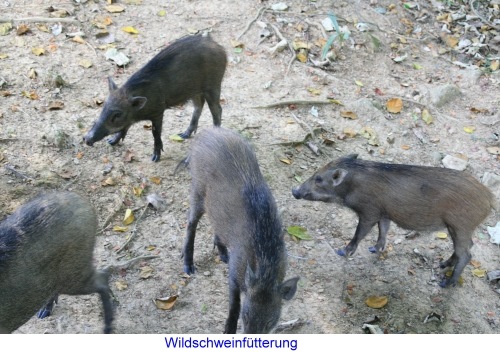 Wildschweine