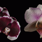 Phalaenopsis