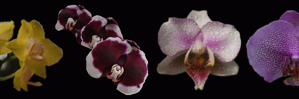 Orchideen