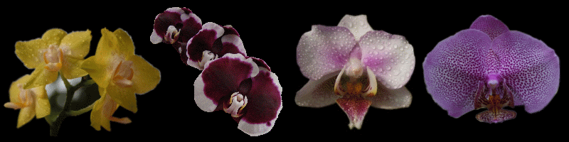 Phalaenopsis