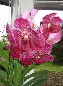 Vanda