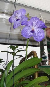 Vanda blau