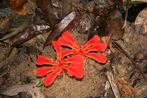 Nationalpark Taman Negara