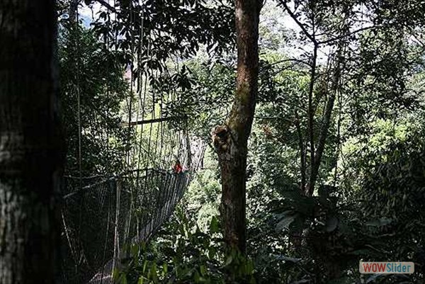 Canopy Walkway