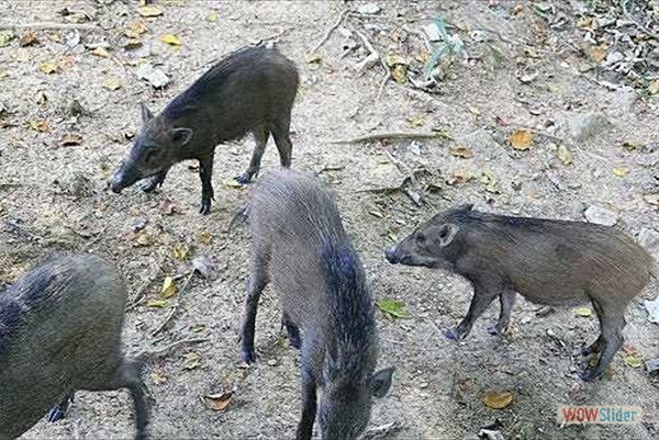 Wildschweinfütterung