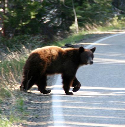 baer1_yosemite_nationalpark