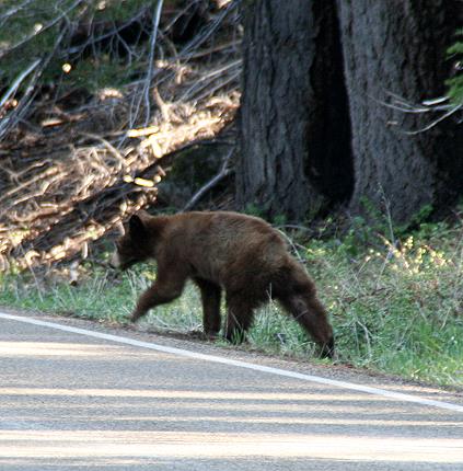 baer2_yosemite_nationalpark