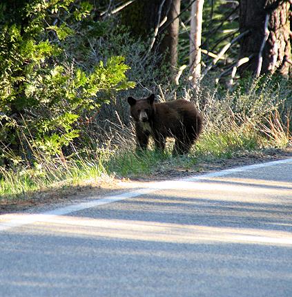 baer3_yosemite_nationalpark