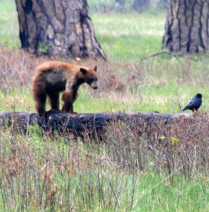 baer4_yosemite_nationalpark