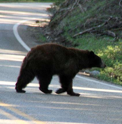 baer_yosemite_nationalpark