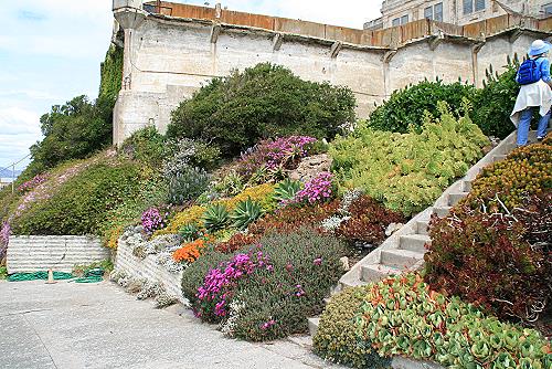 Alcatraz Blumengarten