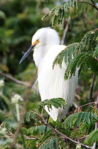 Alcatraz, Insel der Vögel