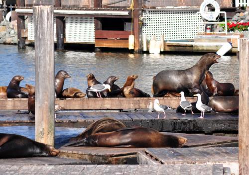 Robben Pier 39