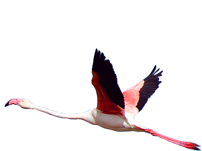 fliegender Rosaflamingo