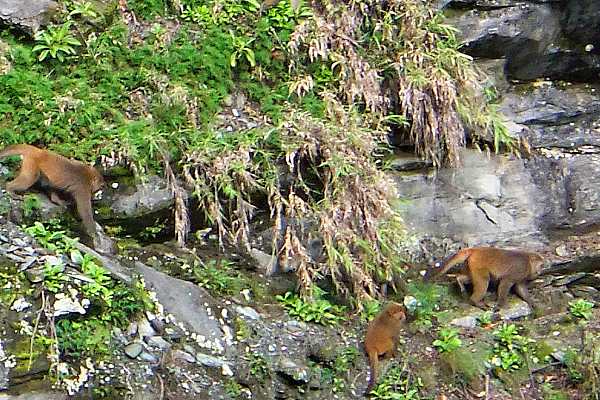 Affen konnte man im Berg beobachten