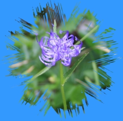 blaue Wiesenblume