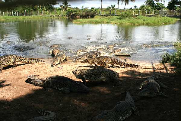 Krokodilfarm auf Fiesta Campesina